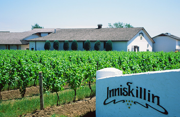 Inniskillin gehört zu den bekanntesten Weingütern von Niagara.