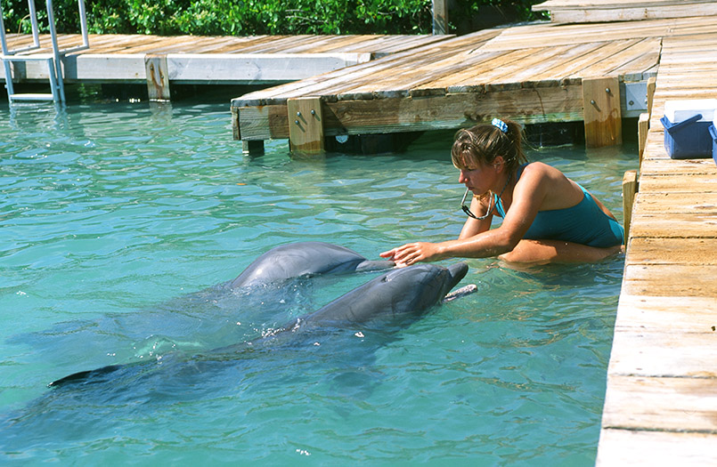 Delfin-Schwimmen auf den Florida Keys: Auf Duck Key veranstaltet das Hawk's Cay Resort eine Delfinshow