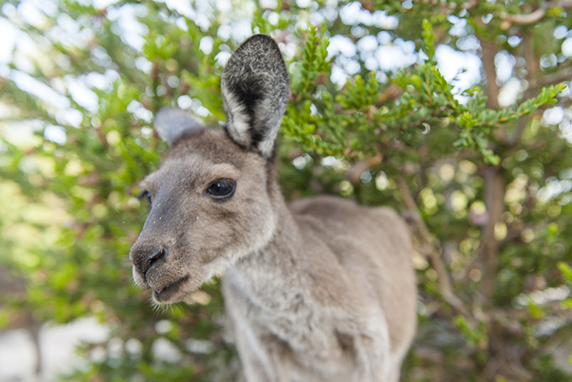 Känguru im Northern Territory