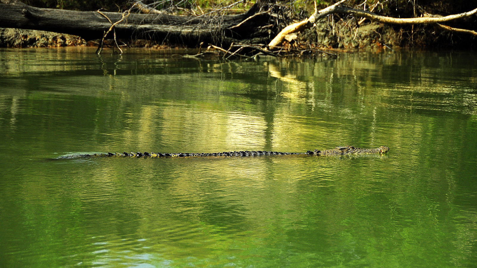 Kakadu: Leise gleitet das Salzwasserkrokodil durch den South Alligater River. Foto: Hilke Maunder