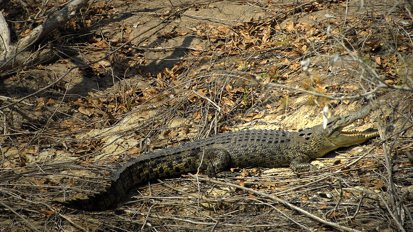 Kakadu: Kakadu National Park: East Alligator River, Salzwasserkrokodil