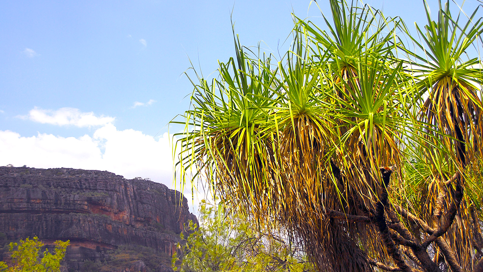 Kakadu, Jenseit des Pandanus: der Nourlangie Rock. Foto: Hilke Maunder
