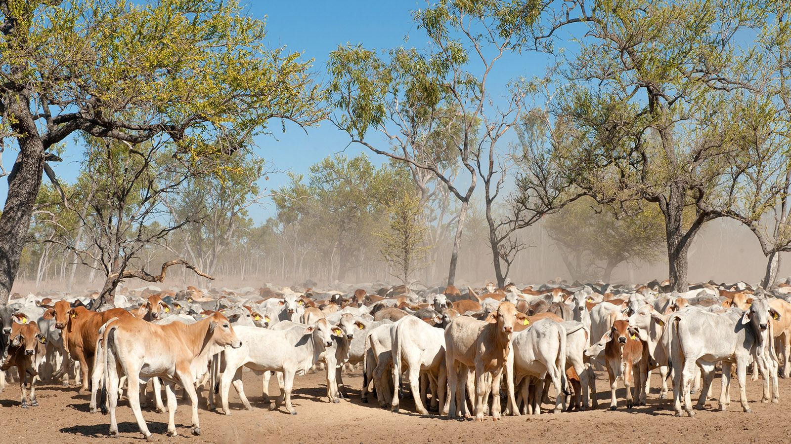 Queensland: Halbwild grasen die Rinder der "stations" im Outback. Foto: Hilke Maunder
