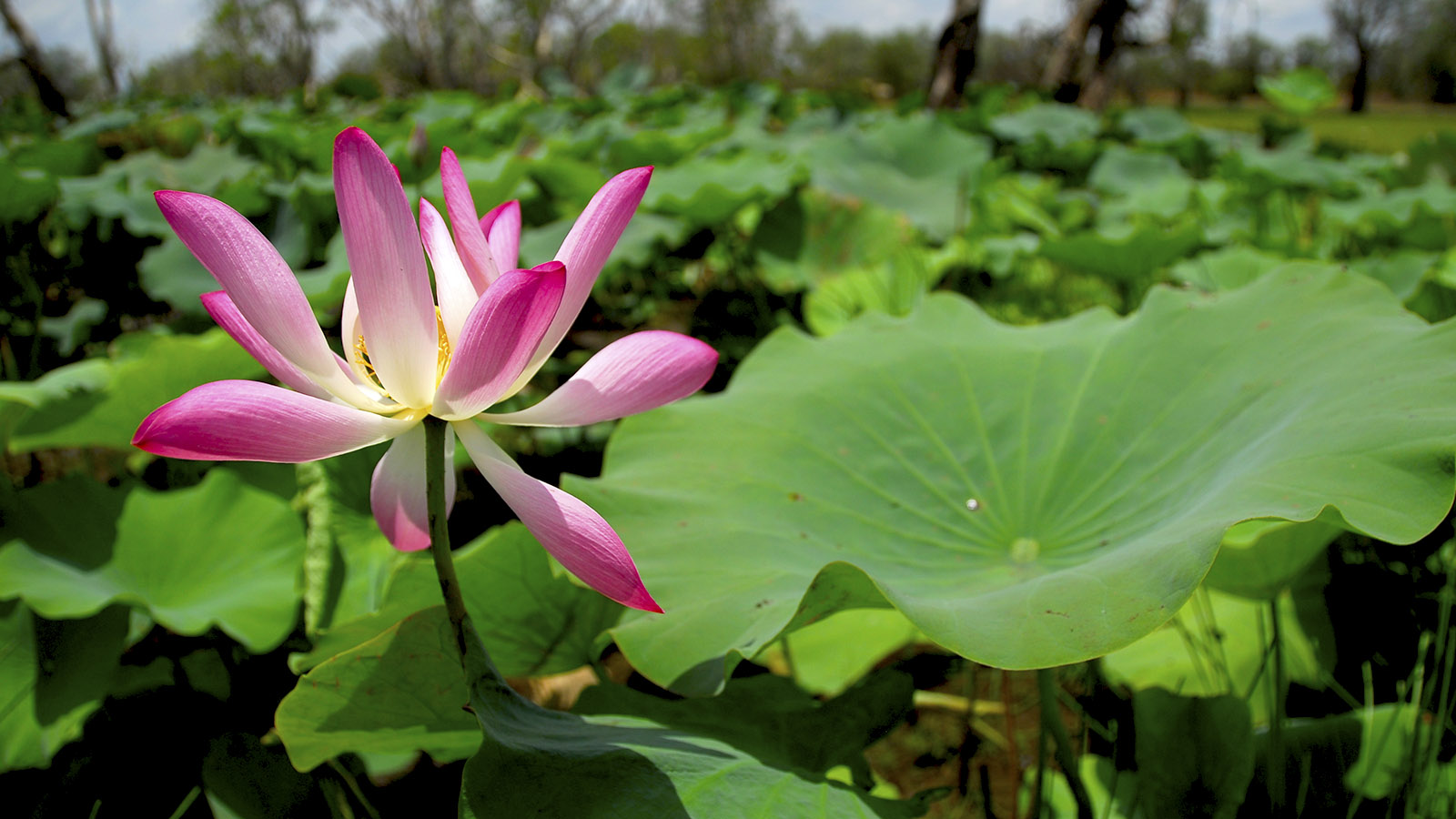 Lotusblüte auf einem Billabong. Foto: Hilke Maunder