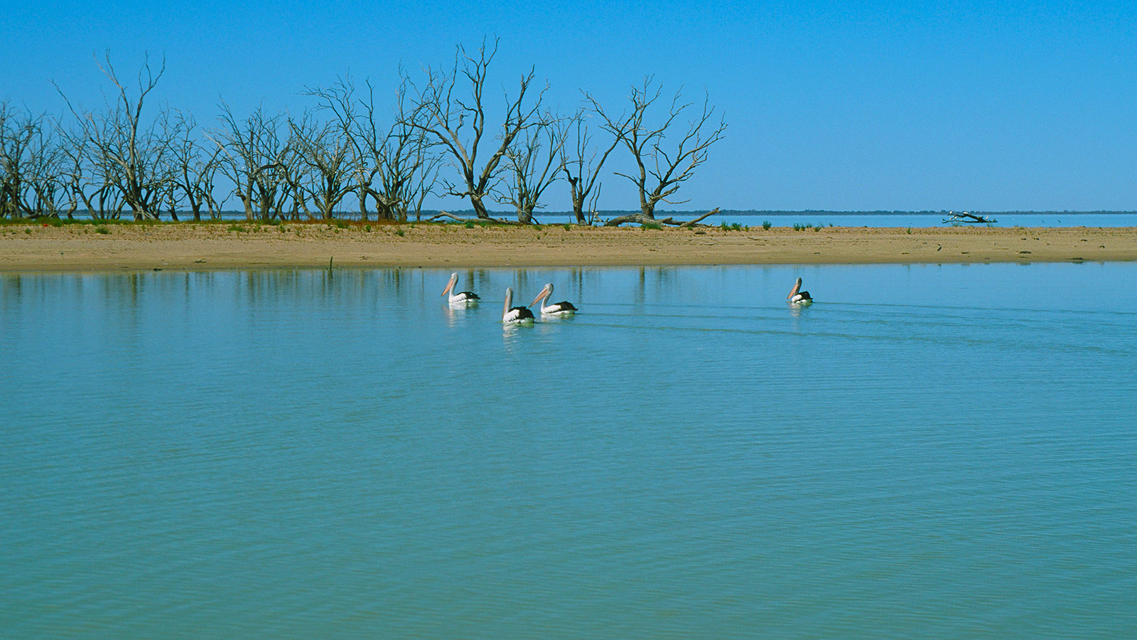 Outback-Fauna: Pelikane auf dem Lake Menindee. Foto: Hilke Maunder