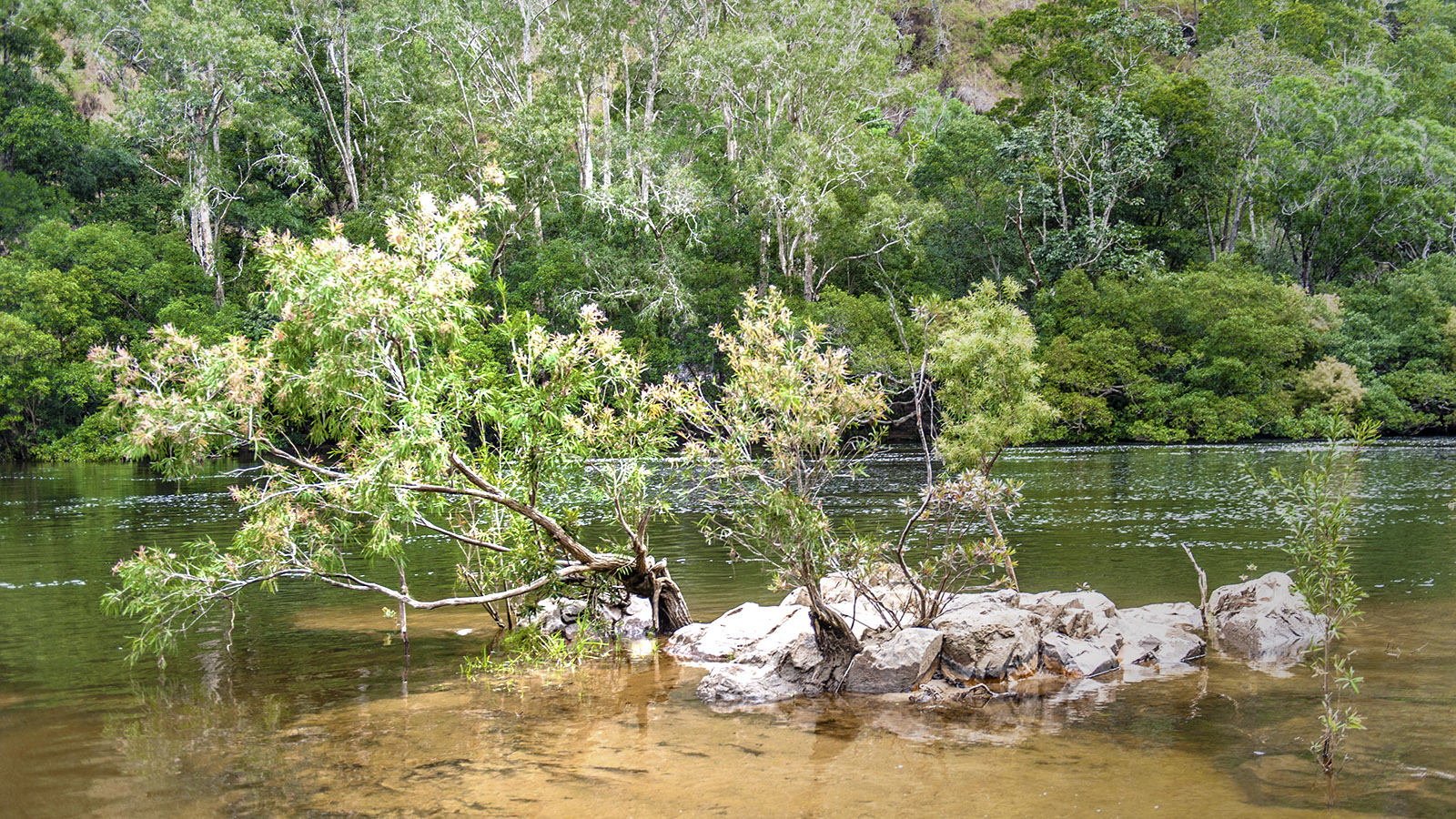Bama Way: Regenwald umgibt den Bloomfield river. Foto: Hilke Maunder
