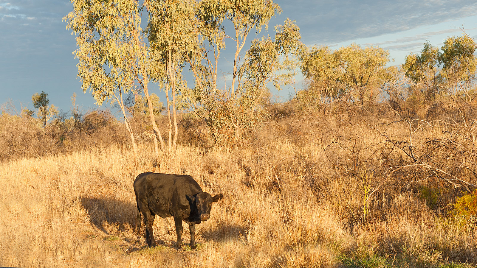 Jagen in Australien: In Queensland werden auch verwilderte Rinder gejagt. Foto: Hilke Maunder
