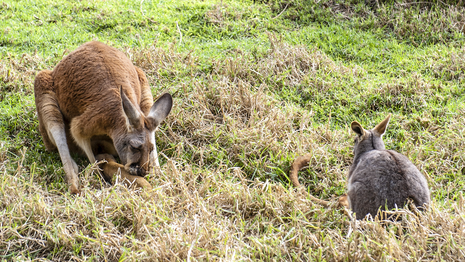 Australia Zoo: Kängurus - die Wappentiere des 5. Kontinents