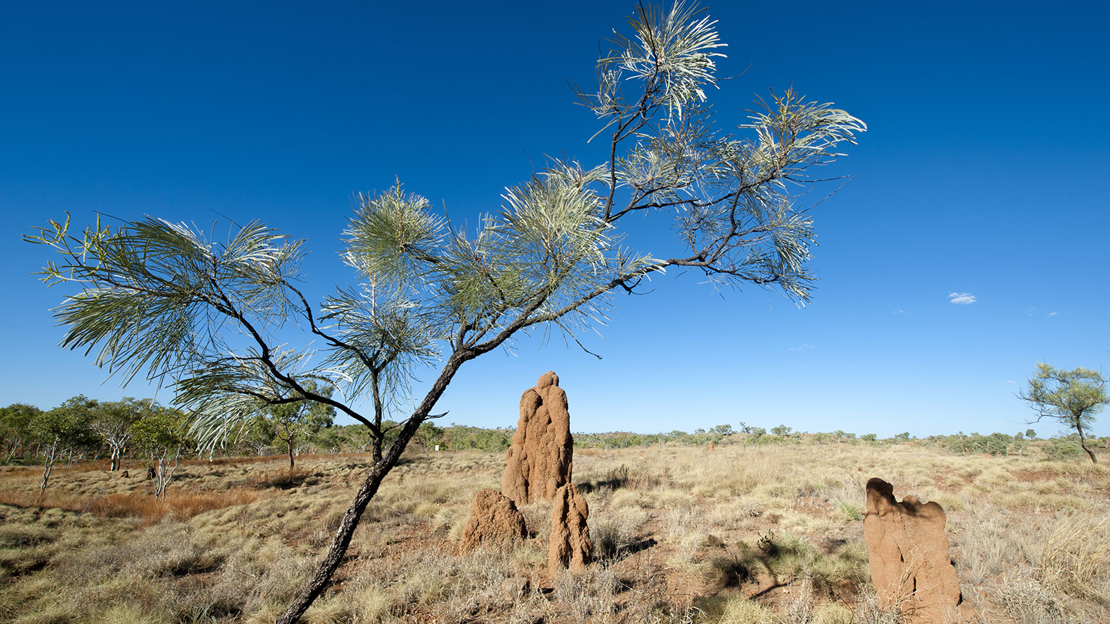 Kimberley: Mannshoch werden die Termiten im Busch von Halls Creek. Foto: Hilke Maunder