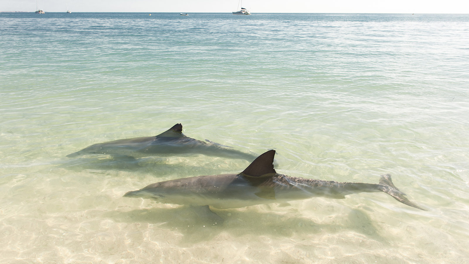 Coral Coast, Die halbwilden Delfine von Monkey Mia. Foto: Hilke Maunder