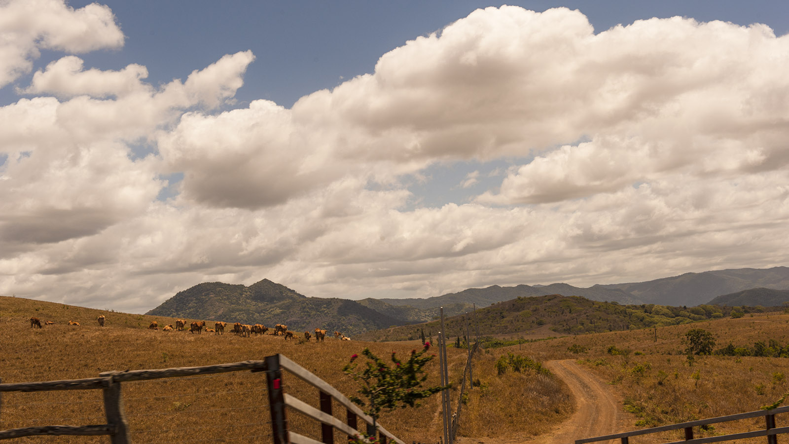 Neukaledonien: Brahmousin-Rinder, gekreuzt aus Brahman- und Limousin-Rindern, weiden im Westen von Grande Terre. Foto: Hilke Maunder