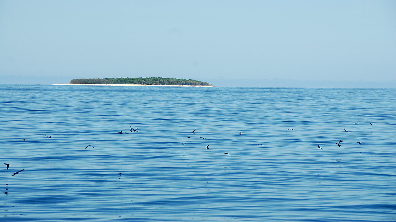 Im weiten Meer taucht bei der Fährfahrt ab Gladstone diese Riffinsel auf: Heron Island. Foto: Hilke Maunder