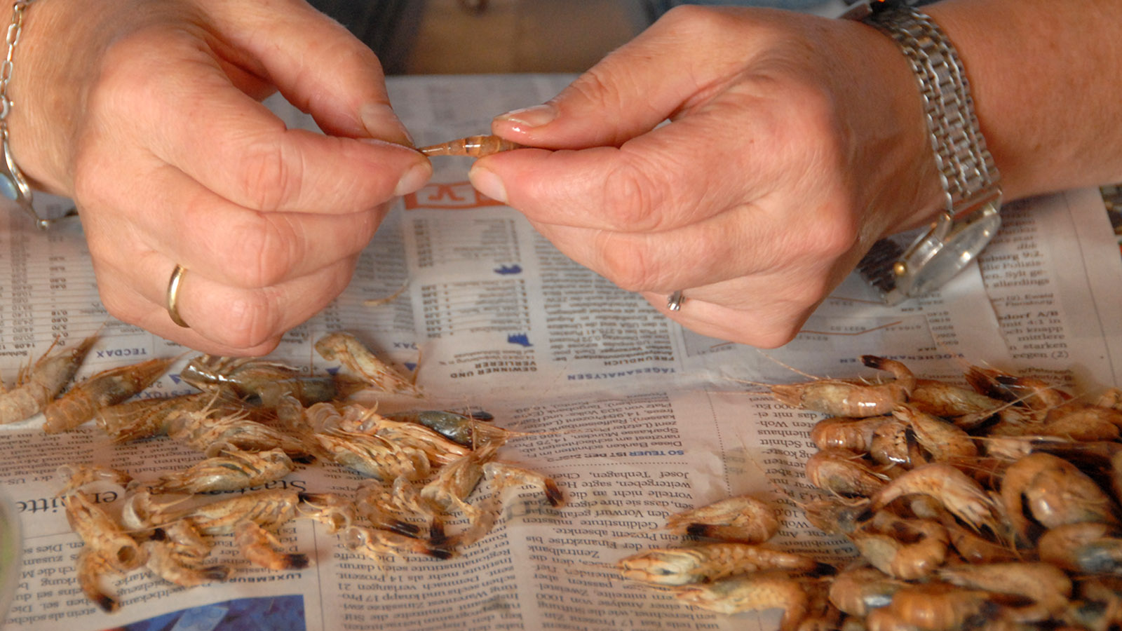 Eiderstedt: Krabben pulen? Mit etwas Übung kinderleicht! Foto: Hilke Maunder