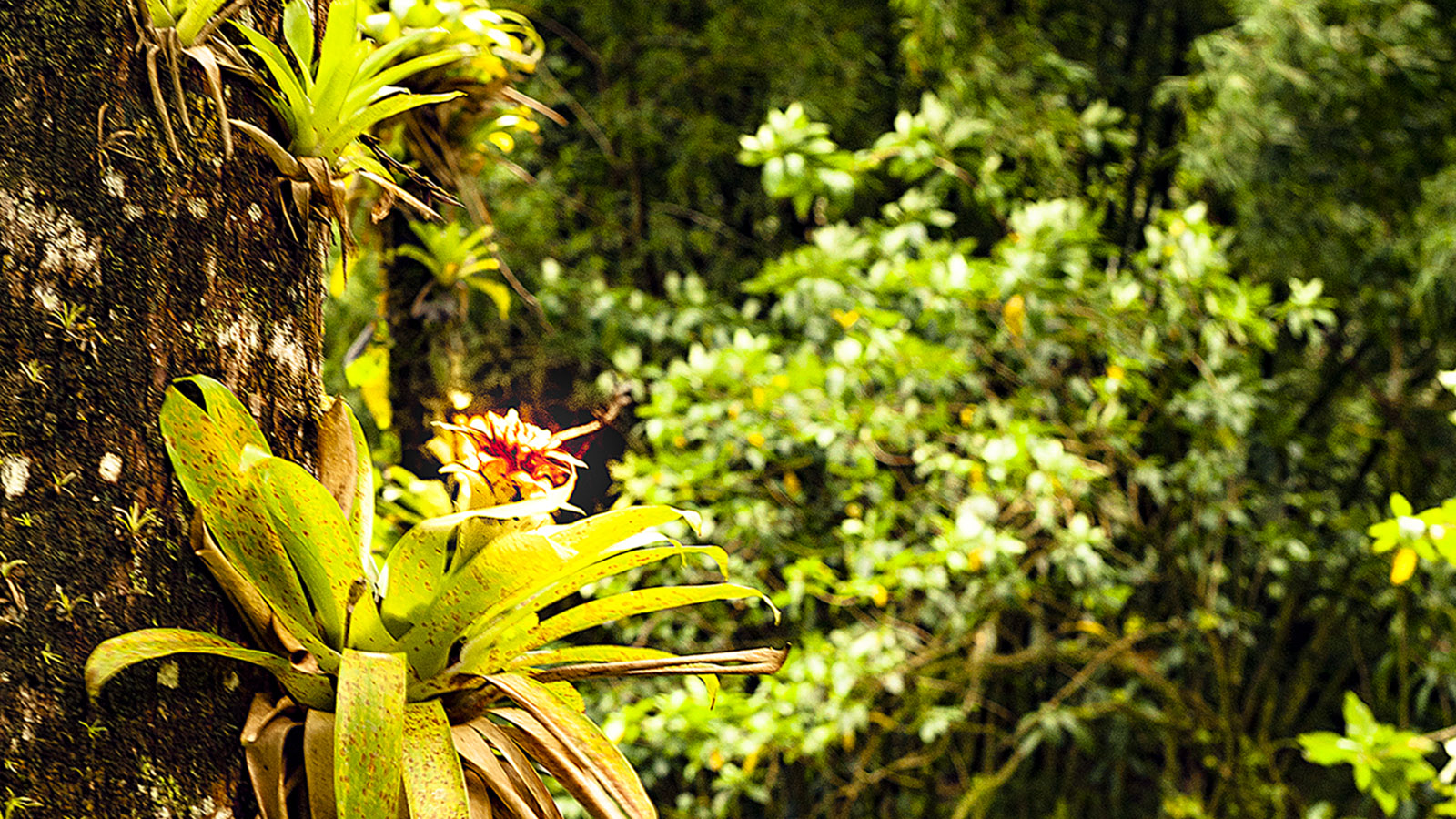 Martinique: Urwald findet ihr vor allem im Norden der Karibikinsel. Foto: Hilke Maunder