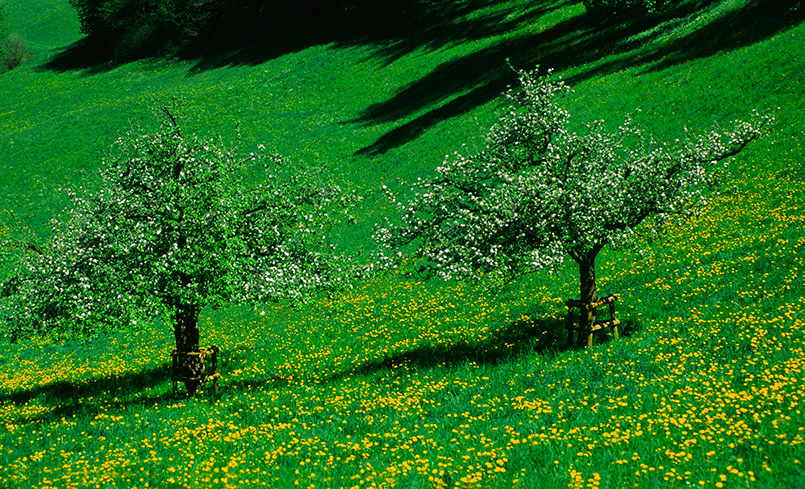 Vaduz: Streuobstwiese im Apfelbäumen im Frühling (beim Fürstenschloss)