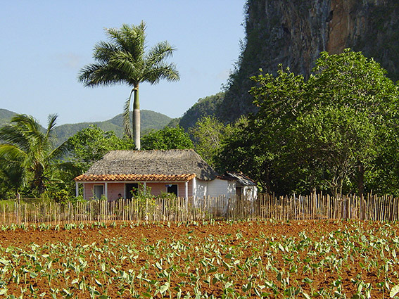 Kuba/Vale de Viñales: Tabakfarmer, Mogotes-Karstkegel