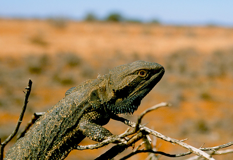 Ein Frill-Neck Lizard (Kragenechse) im Outback