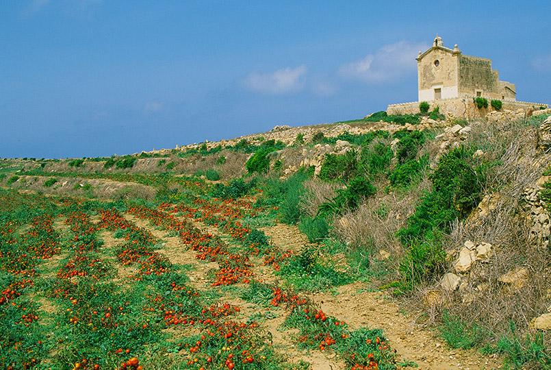 Auf Gozo bei Gharb: Tomatenfeld an der San-Dimitri-Kapelle