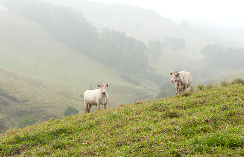 Brahmen-Rinder grasen auf den Hängen der Atherton Tablelands