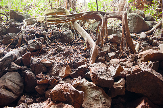 Spannender Nationalpark auch unter der Erde: die Undara Lava Tubes