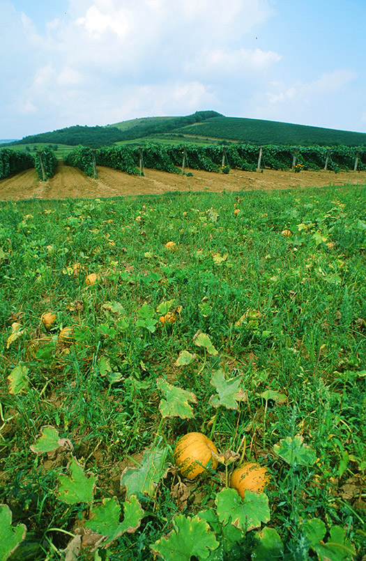 Wein- und Kürbisanbau bei Tokaj in Ungarn