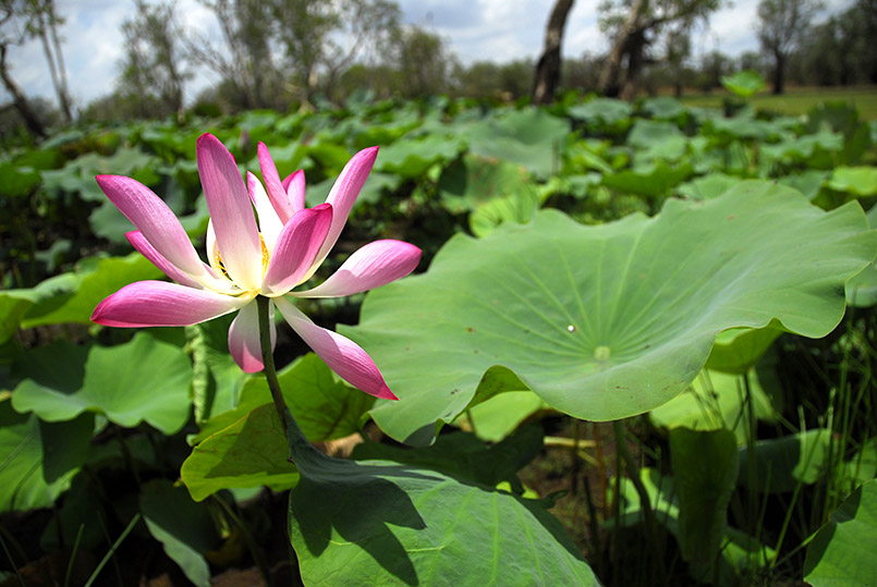 Daly River/Aborigines-Gemeinde Nauiyu: Lotusblüte auf einem Billabong