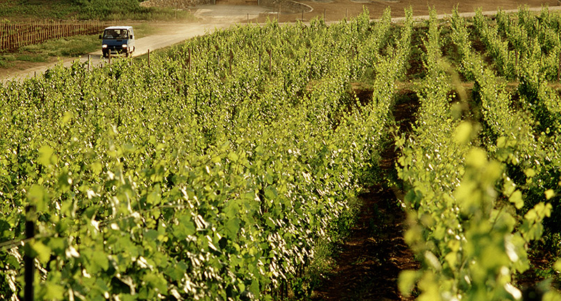 In den Weingärten von Disznókö in Ungarn